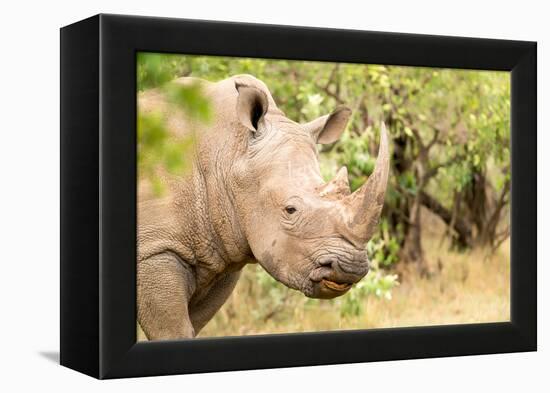 White rhinoceros, Masai Mara, Kenya, East Africa, Africa-Karen Deakin-Framed Premier Image Canvas