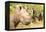 White rhinoceros, Masai Mara, Kenya, East Africa, Africa-Karen Deakin-Framed Premier Image Canvas