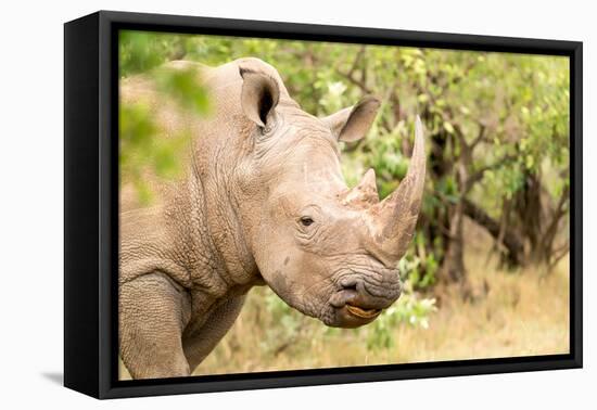 White rhinoceros, Masai Mara, Kenya, East Africa, Africa-Karen Deakin-Framed Premier Image Canvas