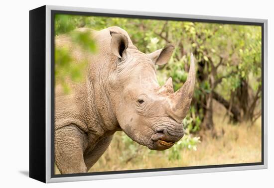 White rhinoceros, Masai Mara, Kenya, East Africa, Africa-Karen Deakin-Framed Premier Image Canvas