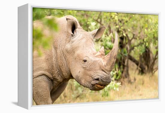 White rhinoceros, Masai Mara, Kenya, East Africa, Africa-Karen Deakin-Framed Premier Image Canvas