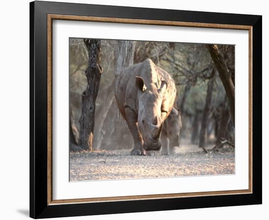 White Rhinoceros Mother And Calf-Peter Chadwick-Framed Photographic Print