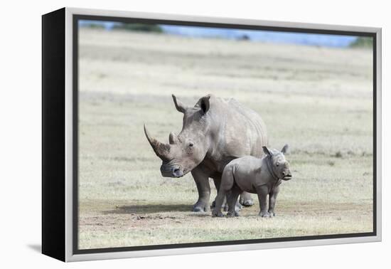 White Rhinoceros Mother with Calf, Kenya-Martin Zwick-Framed Premier Image Canvas