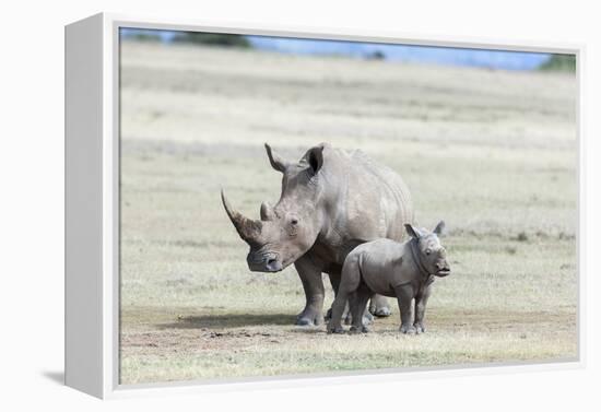 White Rhinoceros Mother with Calf, Kenya-Martin Zwick-Framed Premier Image Canvas