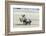 White Rhinoceros Mother with Calf, Kenya-Martin Zwick-Framed Photographic Print