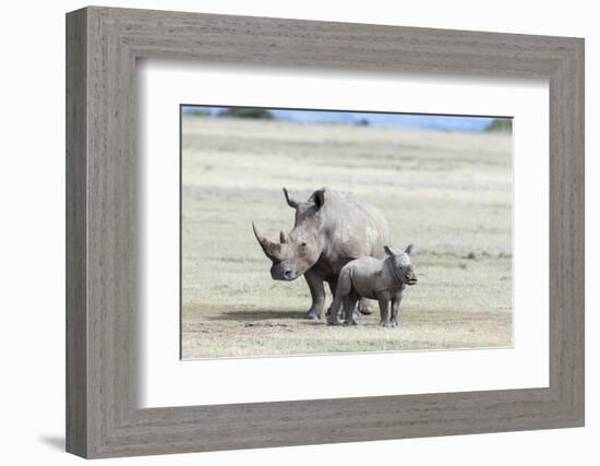 White Rhinoceros Mother with Calf, Kenya-Martin Zwick-Framed Photographic Print