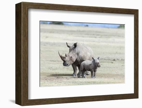 White Rhinoceros Mother with Calf, Kenya-Martin Zwick-Framed Photographic Print