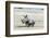 White Rhinoceros Mother with Calf, Kenya-Martin Zwick-Framed Photographic Print