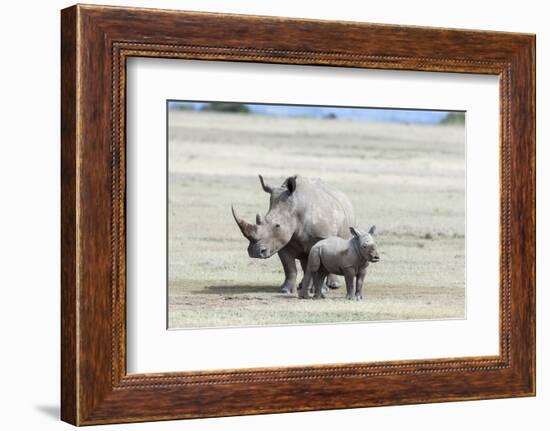 White Rhinoceros Mother with Calf, Kenya-Martin Zwick-Framed Photographic Print