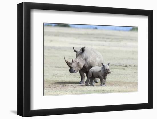 White Rhinoceros Mother with Calf, Kenya-Martin Zwick-Framed Photographic Print