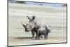 White Rhinoceros Mother with Calf, Kenya-Martin Zwick-Mounted Photographic Print