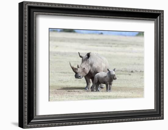 White Rhinoceros Mother with Calf, Kenya-Martin Zwick-Framed Photographic Print