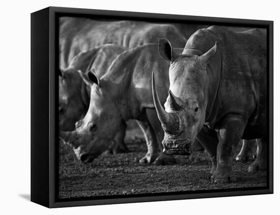 White Rhinoceros or Square-Lipped Rhinoceros Which Is One of the Few Remaining Megafauna Species-Mark Hannaford-Framed Premier Image Canvas