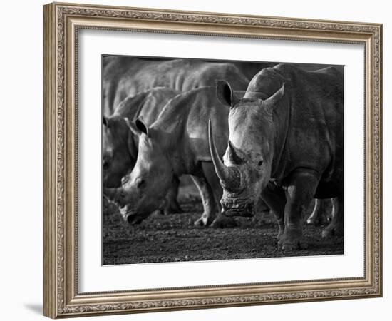 White Rhinoceros or Square-Lipped Rhinoceros Which Is One of the Few Remaining Megafauna Species-Mark Hannaford-Framed Photographic Print