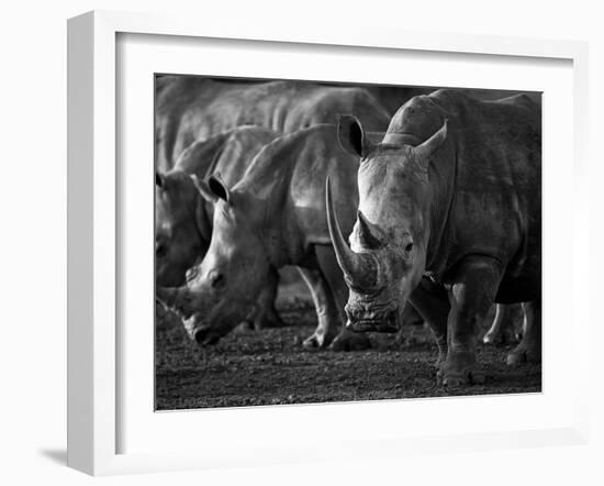 White Rhinoceros or Square-Lipped Rhinoceros Which Is One of the Few Remaining Megafauna Species-Mark Hannaford-Framed Photographic Print