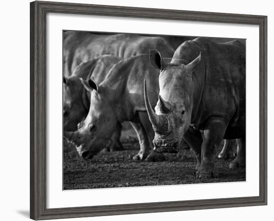 White Rhinoceros or Square-Lipped Rhinoceros Which Is One of the Few Remaining Megafauna Species-Mark Hannaford-Framed Photographic Print