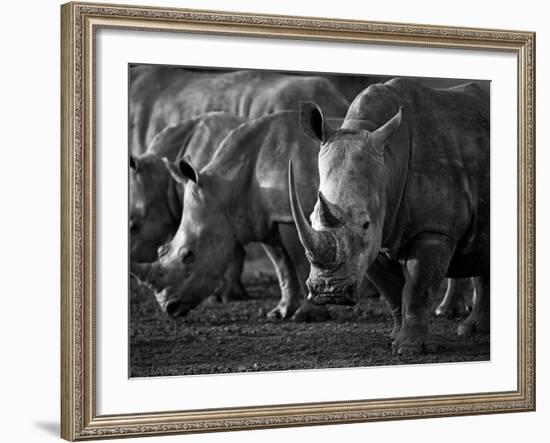 White Rhinoceros or Square-Lipped Rhinoceros Which Is One of the Few Remaining Megafauna Species-Mark Hannaford-Framed Photographic Print