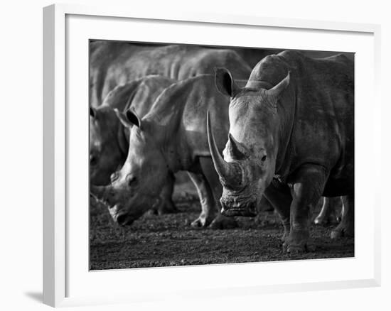 White Rhinoceros or Square-Lipped Rhinoceros Which Is One of the Few Remaining Megafauna Species-Mark Hannaford-Framed Photographic Print