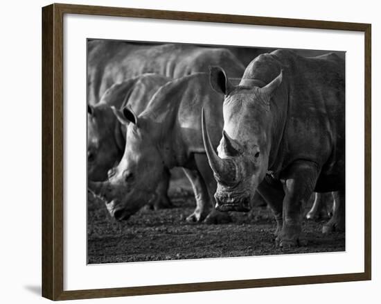 White Rhinoceros or Square-Lipped Rhinoceros Which Is One of the Few Remaining Megafauna Species-Mark Hannaford-Framed Photographic Print