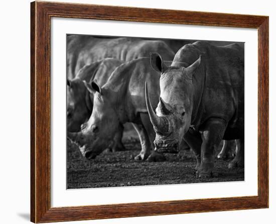 White Rhinoceros or Square-Lipped Rhinoceros Which Is One of the Few Remaining Megafauna Species-Mark Hannaford-Framed Photographic Print