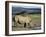 White Rhinoceros (Rhino), Ceratotherium Simum, at Water, Hluhluwe, South Africa, Africa-Ann & Steve Toon-Framed Photographic Print