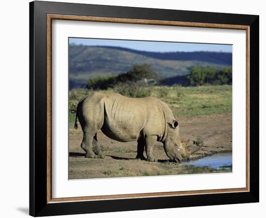 White Rhinoceros (Rhino), Ceratotherium Simum, at Water, Hluhluwe, South Africa, Africa-Ann & Steve Toon-Framed Photographic Print