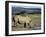 White Rhinoceros (Rhino), Ceratotherium Simum, at Water, Hluhluwe, South Africa, Africa-Ann & Steve Toon-Framed Photographic Print