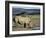 White Rhinoceros (Rhino), Ceratotherium Simum, at Water, Hluhluwe, South Africa, Africa-Ann & Steve Toon-Framed Photographic Print