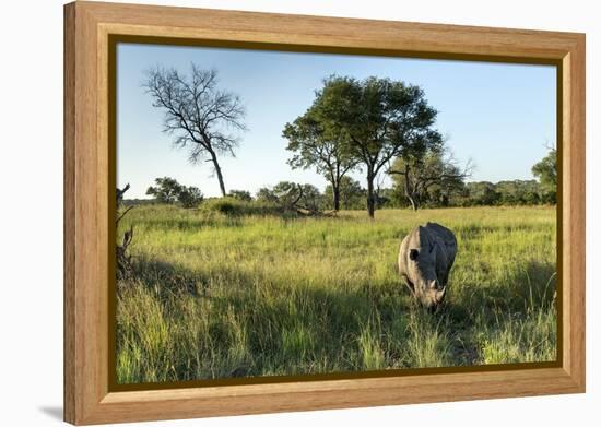 White Rhinoceros, Sabi Sabi Reserve, South Africa-Paul Souders-Framed Premier Image Canvas