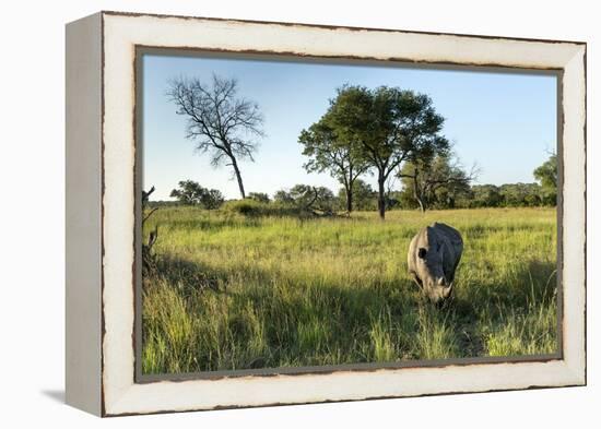 White Rhinoceros, Sabi Sabi Reserve, South Africa-Paul Souders-Framed Premier Image Canvas