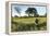 White Rhinoceros, Sabi Sabi Reserve, South Africa-Paul Souders-Framed Premier Image Canvas