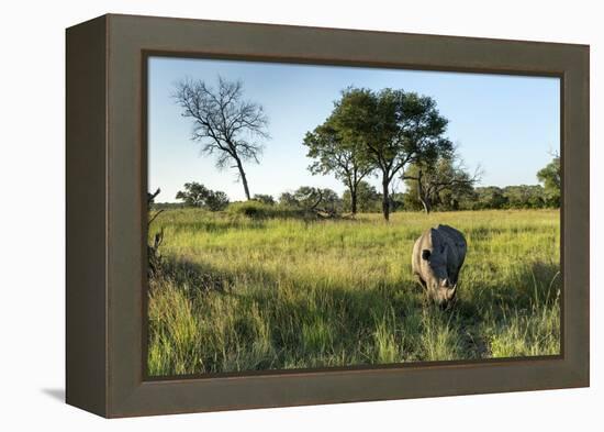 White Rhinoceros, Sabi Sabi Reserve, South Africa-Paul Souders-Framed Premier Image Canvas