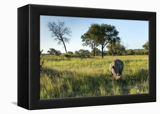 White Rhinoceros, Sabi Sabi Reserve, South Africa-Paul Souders-Framed Premier Image Canvas