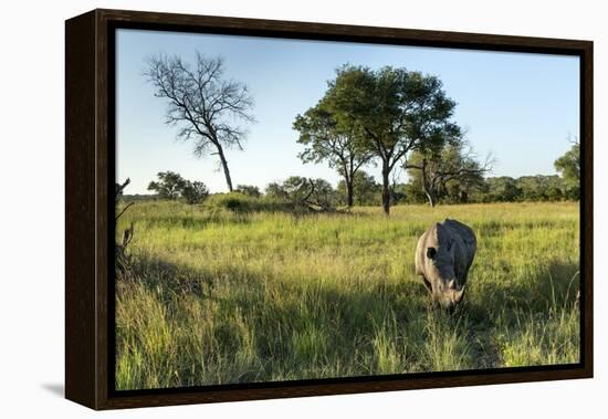 White Rhinoceros, Sabi Sabi Reserve, South Africa-Paul Souders-Framed Premier Image Canvas