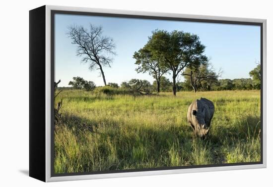 White Rhinoceros, Sabi Sabi Reserve, South Africa-Paul Souders-Framed Premier Image Canvas