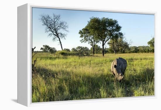 White Rhinoceros, Sabi Sabi Reserve, South Africa-Paul Souders-Framed Premier Image Canvas