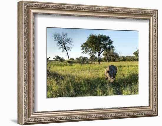 White Rhinoceros, Sabi Sabi Reserve, South Africa-Paul Souders-Framed Photographic Print