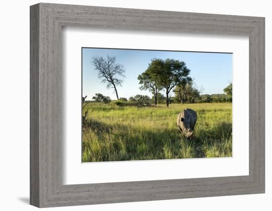 White Rhinoceros, Sabi Sabi Reserve, South Africa-Paul Souders-Framed Photographic Print