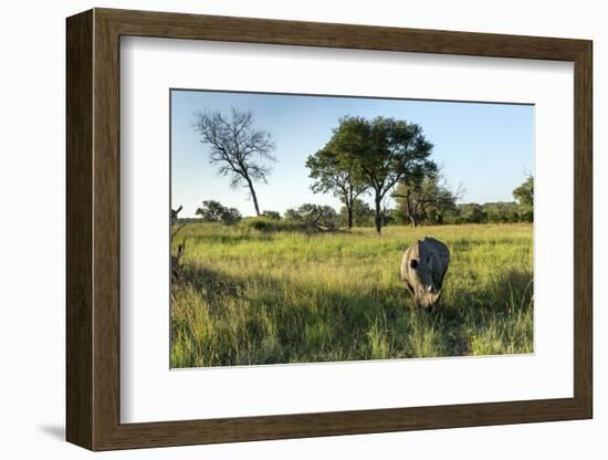 White Rhinoceros, Sabi Sabi Reserve, South Africa-Paul Souders-Framed Photographic Print