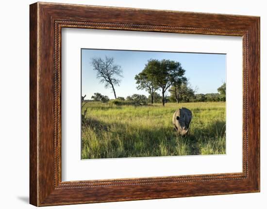 White Rhinoceros, Sabi Sabi Reserve, South Africa-Paul Souders-Framed Photographic Print