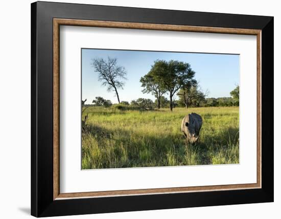 White Rhinoceros, Sabi Sabi Reserve, South Africa-Paul Souders-Framed Photographic Print