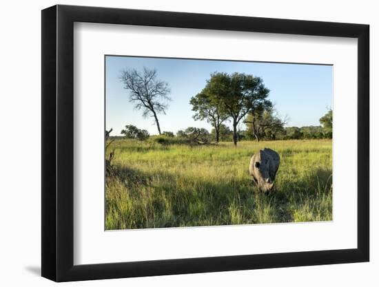 White Rhinoceros, Sabi Sabi Reserve, South Africa-Paul Souders-Framed Photographic Print