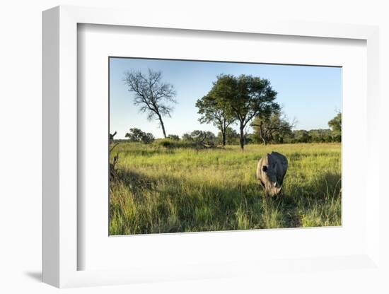 White Rhinoceros, Sabi Sabi Reserve, South Africa-Paul Souders-Framed Photographic Print