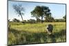 White Rhinoceros, Sabi Sabi Reserve, South Africa-Paul Souders-Mounted Photographic Print