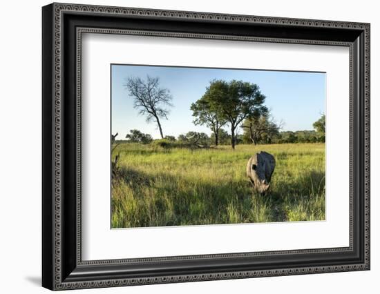 White Rhinoceros, Sabi Sabi Reserve, South Africa-Paul Souders-Framed Photographic Print