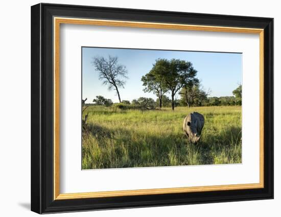 White Rhinoceros, Sabi Sabi Reserve, South Africa-Paul Souders-Framed Photographic Print