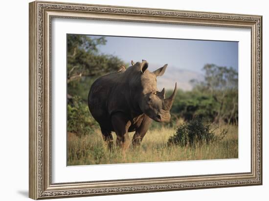 White Rhinoceros-Peter Chadwick-Framed Photographic Print