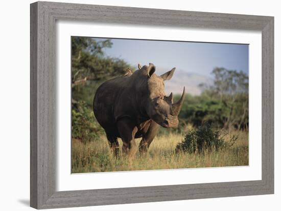 White Rhinoceros-Peter Chadwick-Framed Photographic Print