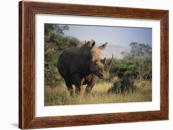 White Rhinoceros-Peter Chadwick-Framed Photographic Print