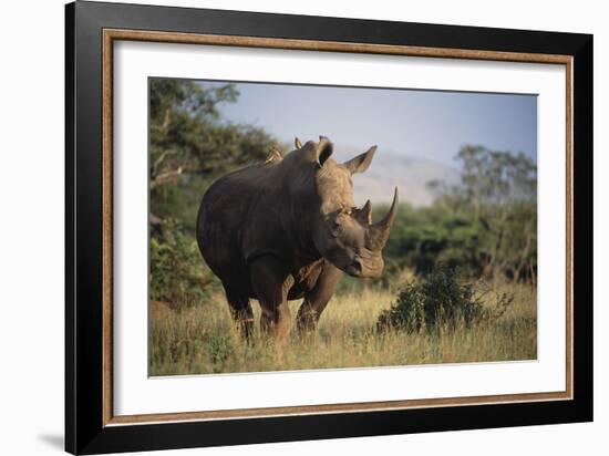 White Rhinoceros-Peter Chadwick-Framed Photographic Print